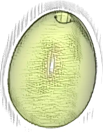 Egg with Small Pin Hole