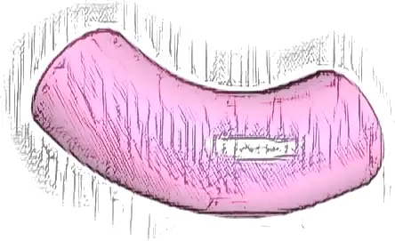 Brick, Round Tube 1 x 1 d. 90 degrees Elbow Macaroni - No Stud - Type 2 - Axle Hole