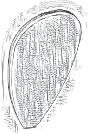 Minifigure, Shield Ovoid