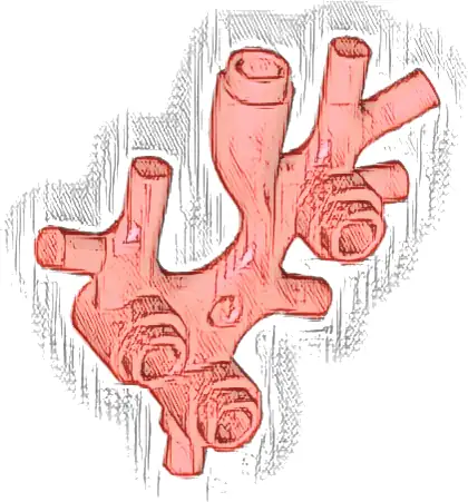 Plant Thallus / Seaweed / Coral