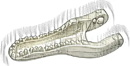 Dinosaur Jaw Lower Baryonyx