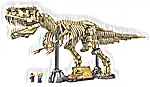 Dinosaur Fossils: Tyrannosaurus rex